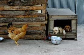개와 닭.jpg