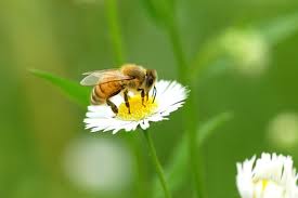 꿀벌.jpg